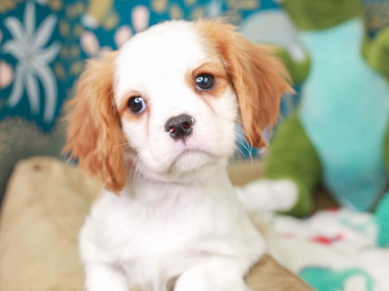 Cavalier King Charles Spaniel