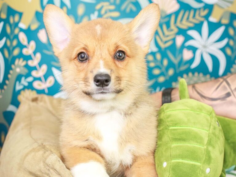 Pembroke Welsh Corgi