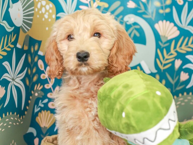 Mini Goldendoodle