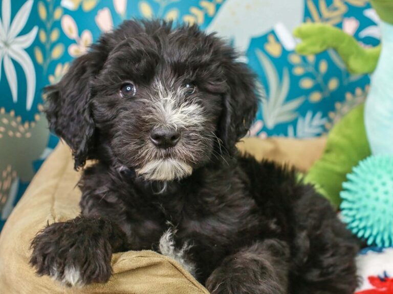 Sheepadoodle