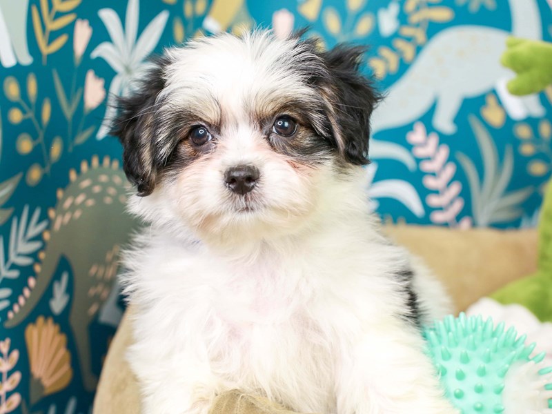 Papitese-Female--3123946-Animal Kingdom | Puppies N Love