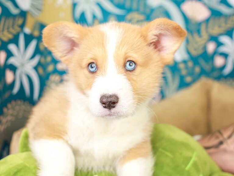 Pembroke Welsh Corgi