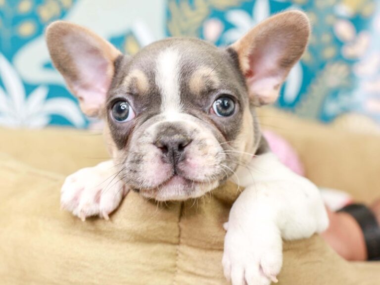 French Bulldog