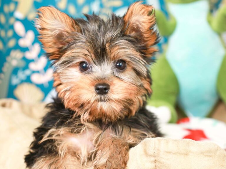 Yorkshire Terrier
