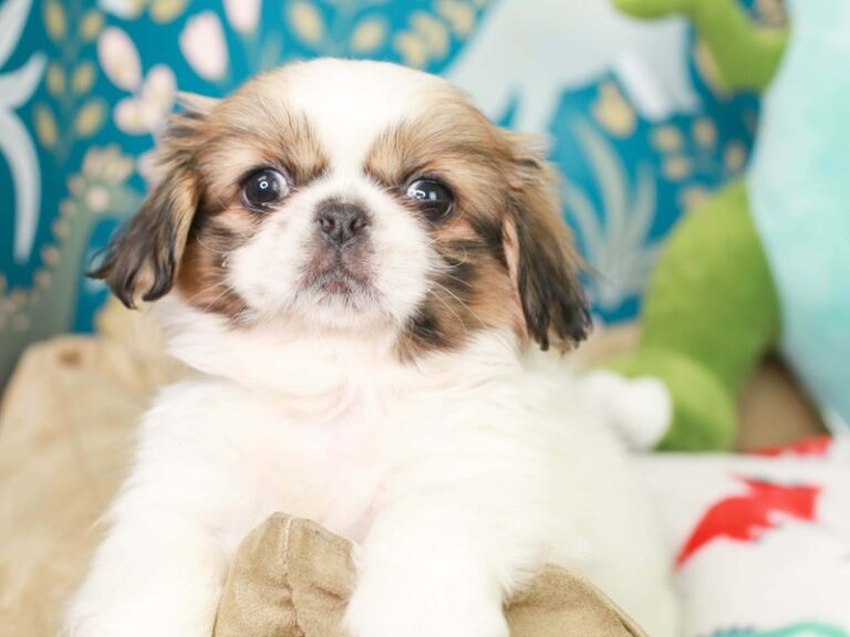 Pekingese