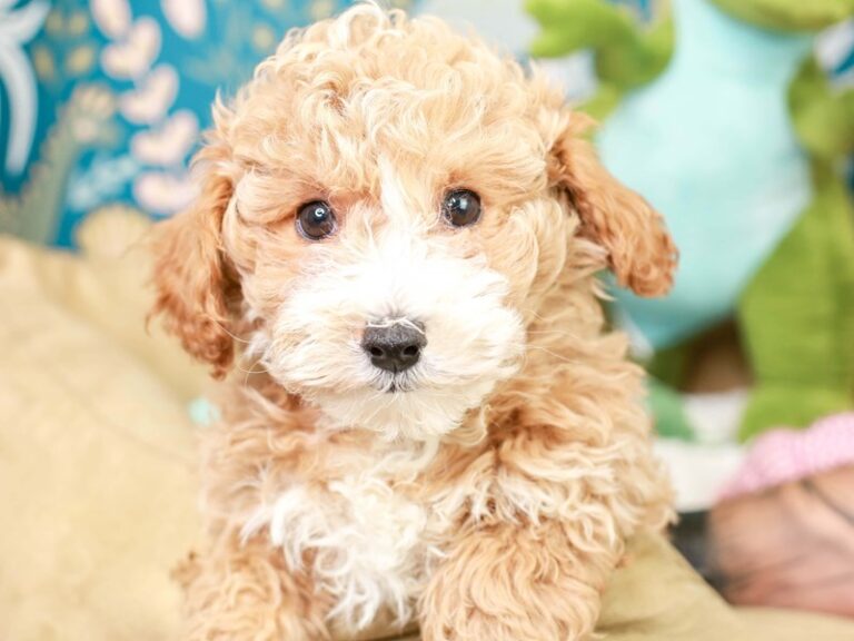 Poochon