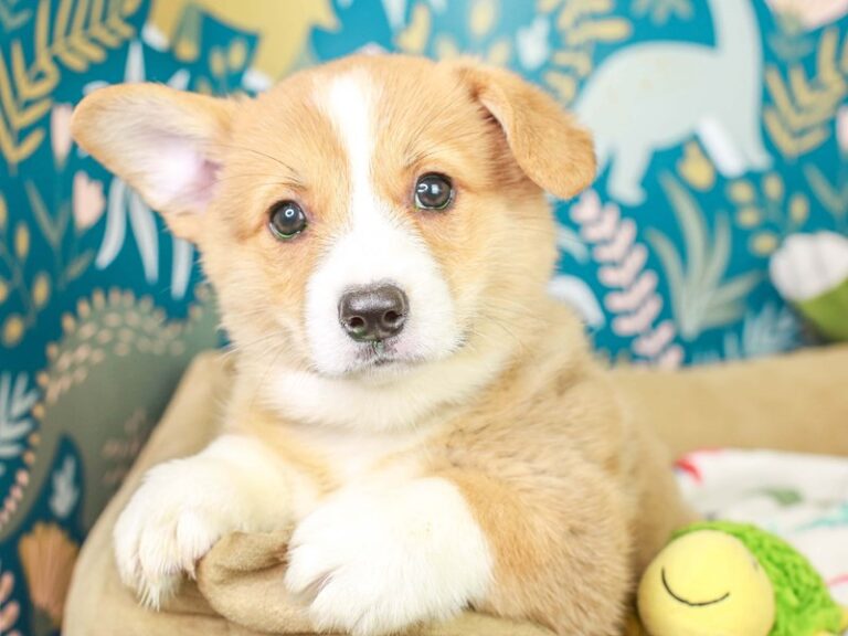 Pembroke Welsh Corgi