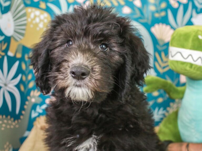 Sheepadoodle