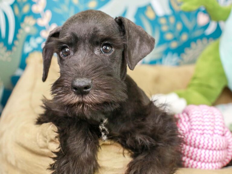 Mini Schnauzer