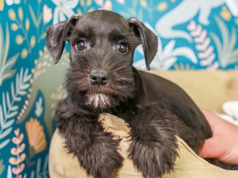 Mini Schnauzer