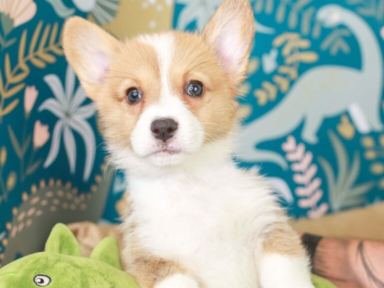 Pembroke Welsh Corgi