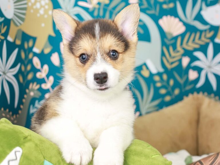 Pembroke Welsh Corgi