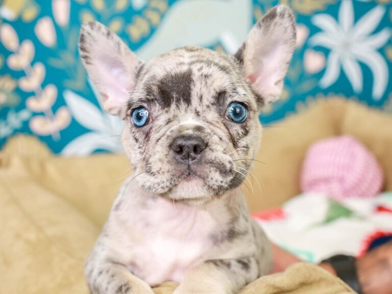 French Bulldog