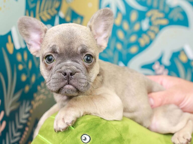 French Bulldog