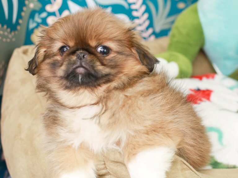 Pekingese