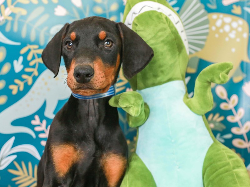 Doberman black and store tan