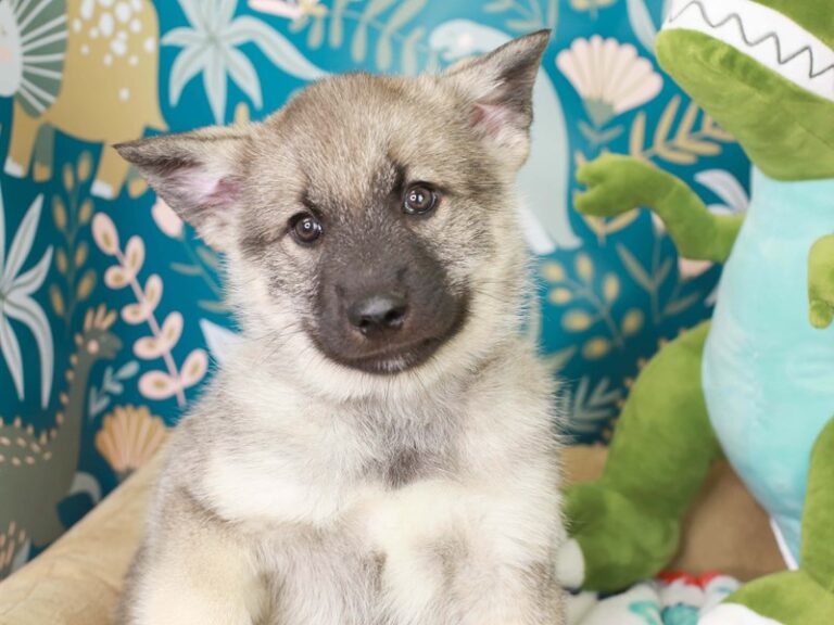Norwegian Elkhound