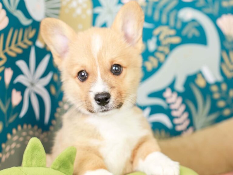 Pembroke Welsh Corgi
