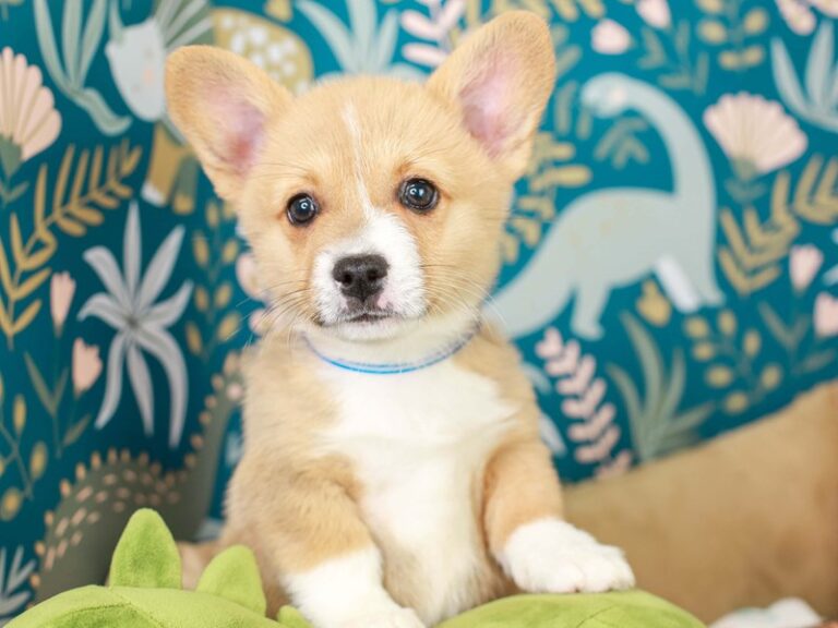 Pembroke Welsh Corgi