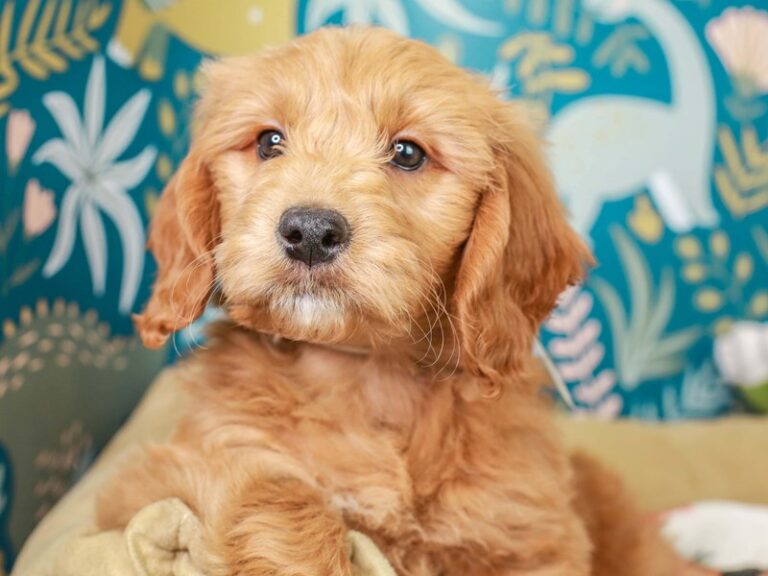 Mini Goldendoodle