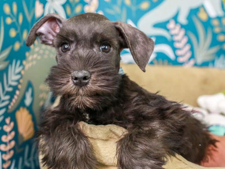 Mini Schnauzer