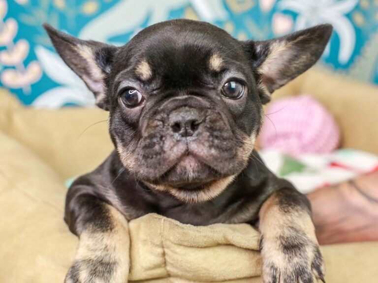 French Bulldog