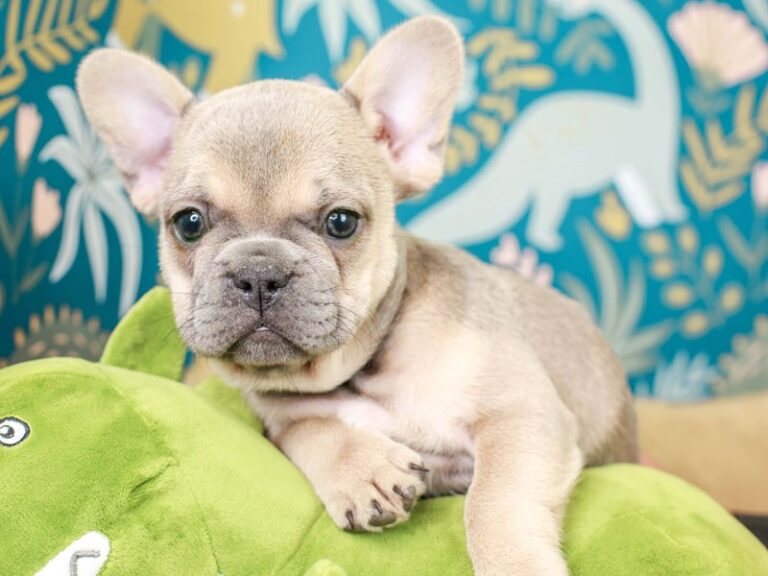 French Bulldog