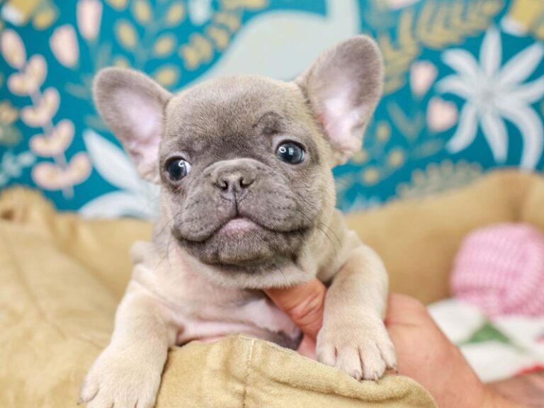 French Bulldog