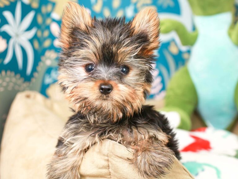 Yorkshire Terrier