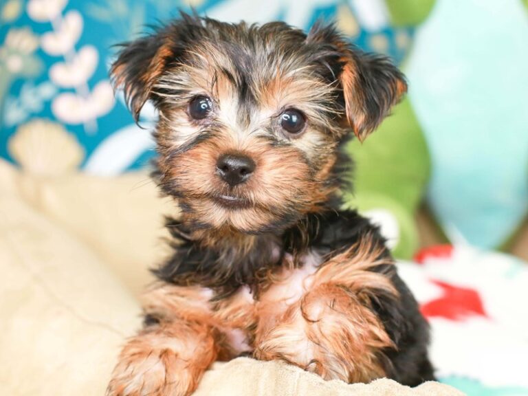 Yorkshire Terrier