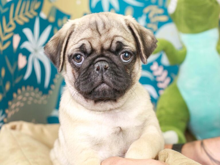 Pug