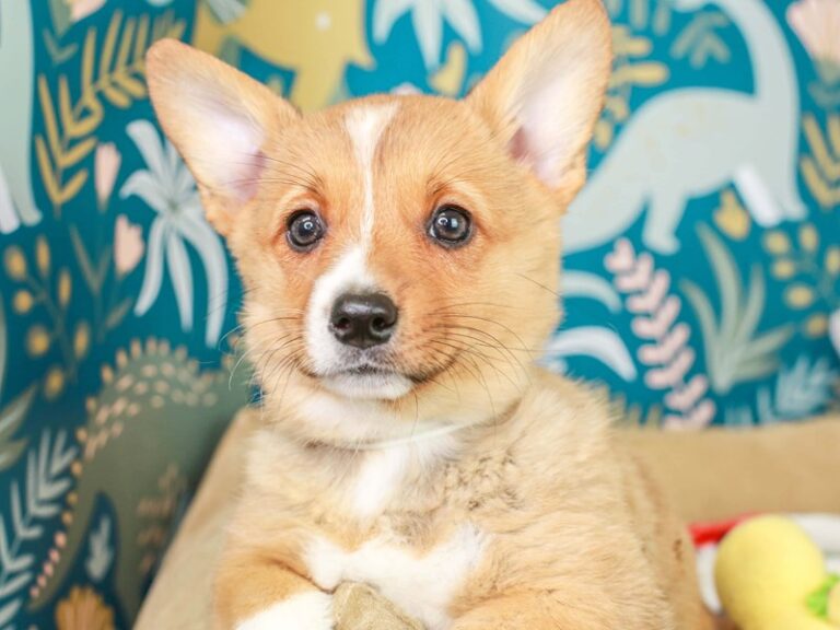 Pembroke Welsh Corgi