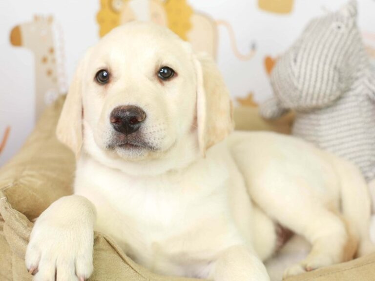 Labrador Retriever