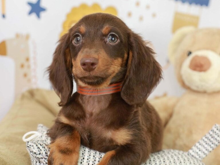 Dachshund