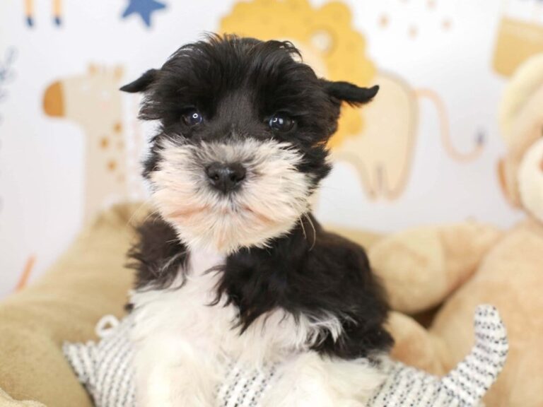 Mini Schnauzer