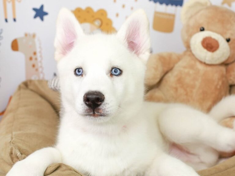 Siberian Husky