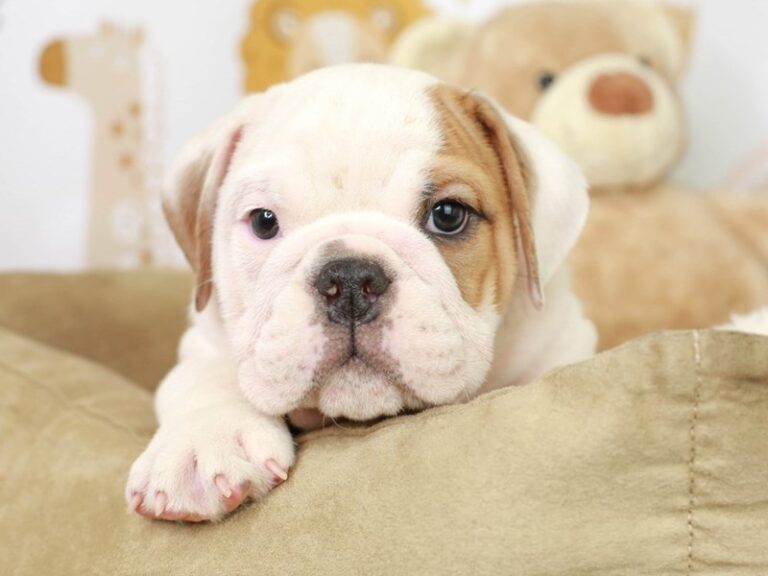 English Bulldog
