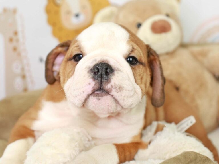 English Bulldog