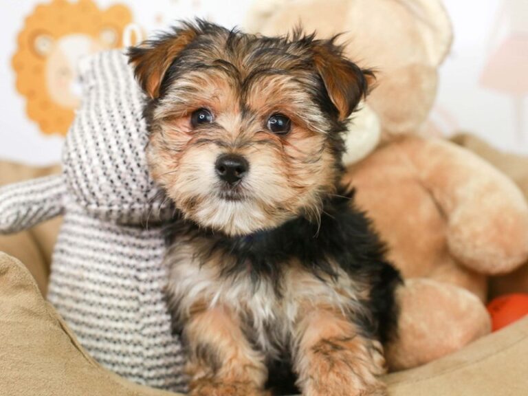 Morkie