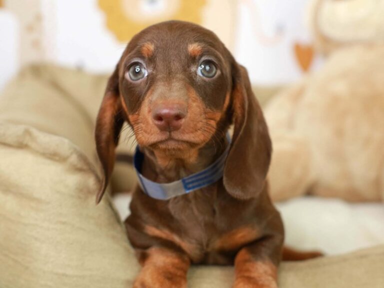 Dachshund