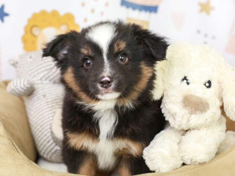 Mini Aussie