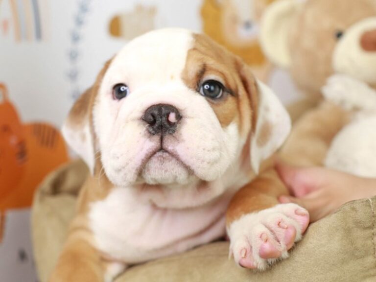English Bulldog