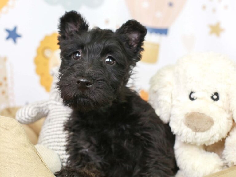 Scottish Terrier