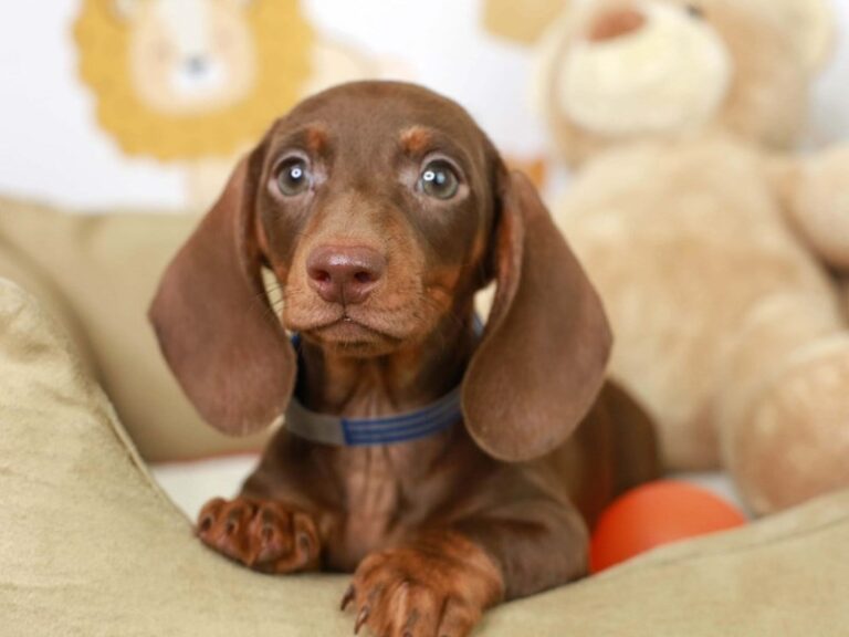 Dachshund