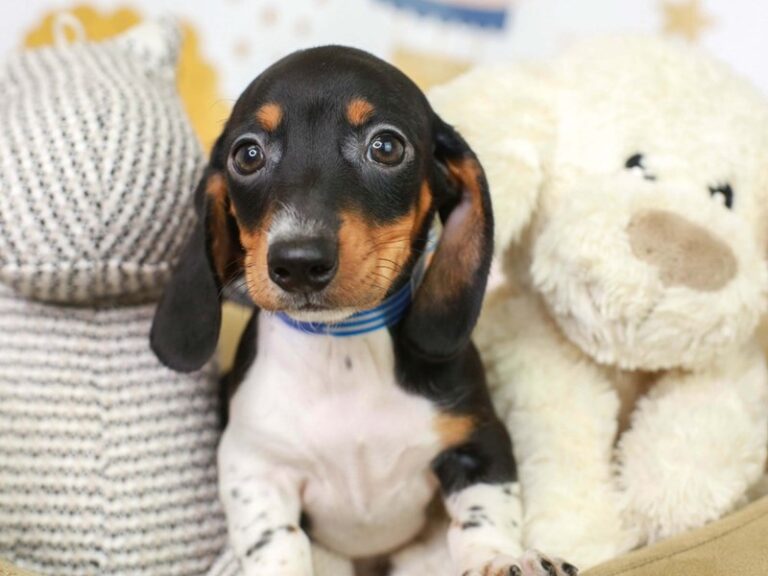 Dachshund