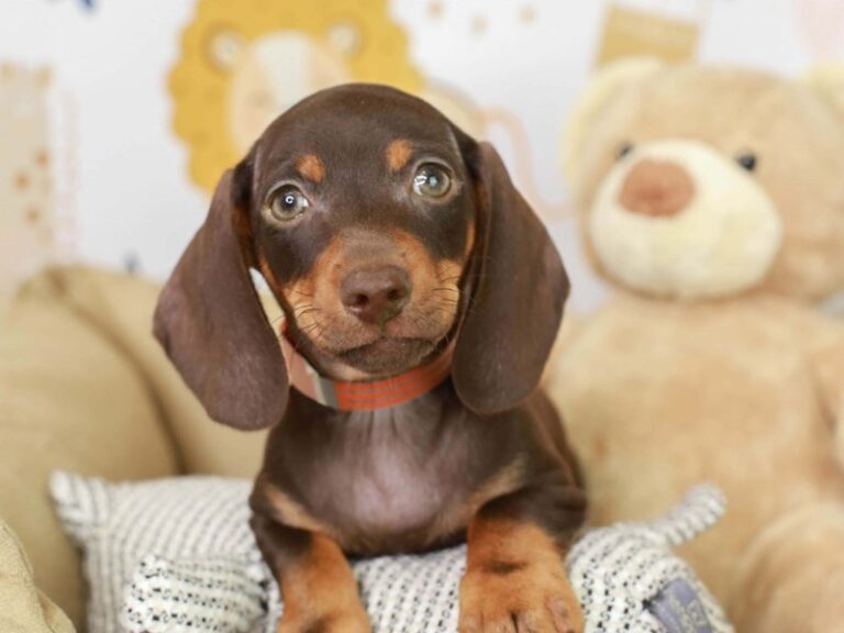 Dachshund