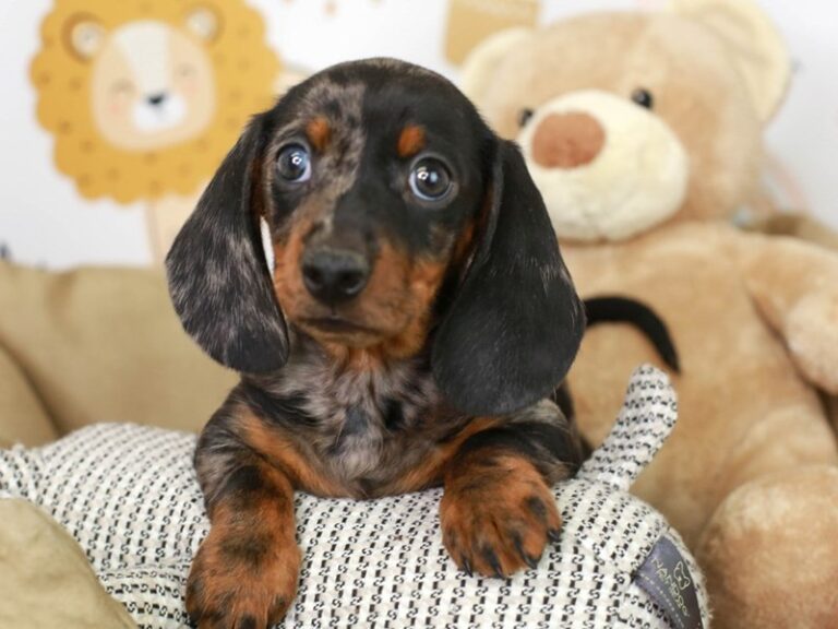 Dachshund