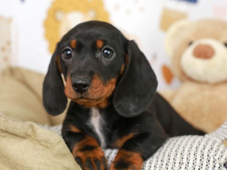 Dachshund