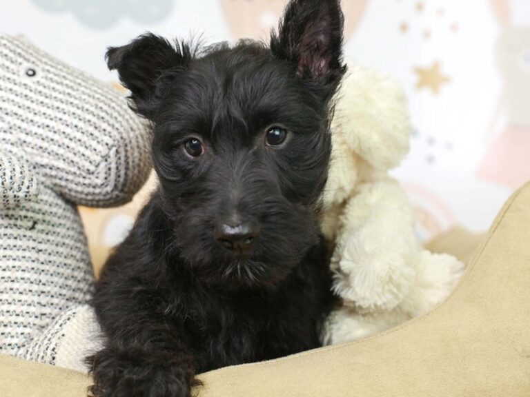 Scottish Terrier