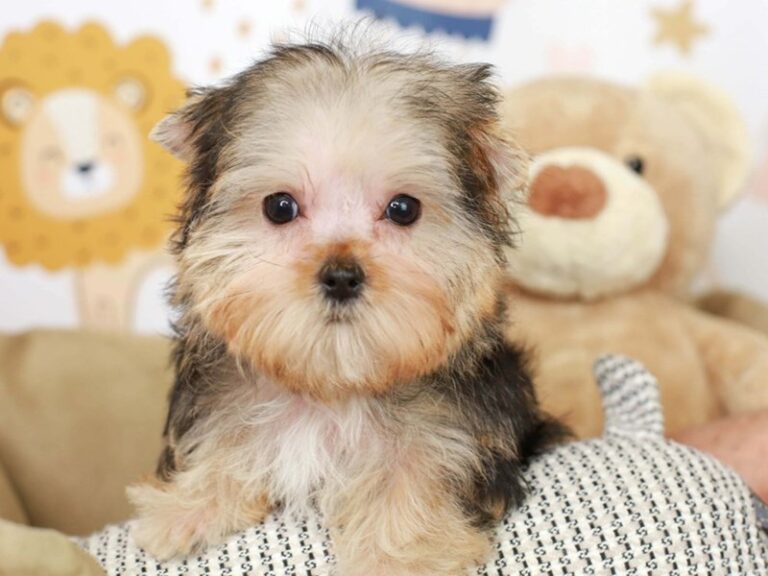 Morkie